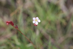 Drosera burmanni